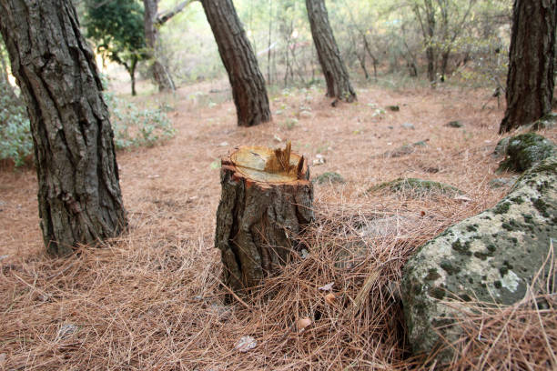 Best Storm Damage Tree Cleanup  in Ely, NV