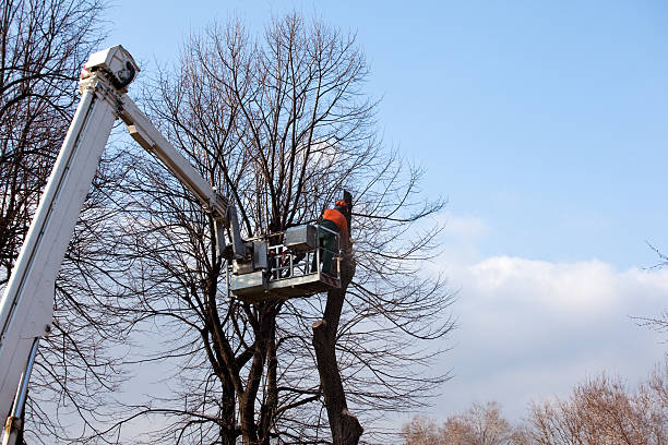 Best Root Management and Removal  in Ely, NV