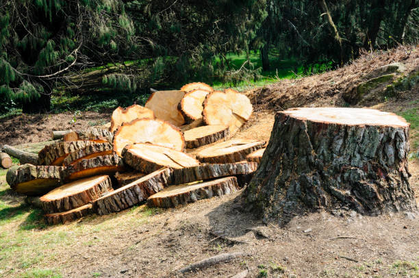 Best Seasonal Cleanup (Spring/Fall)  in Ely, NV